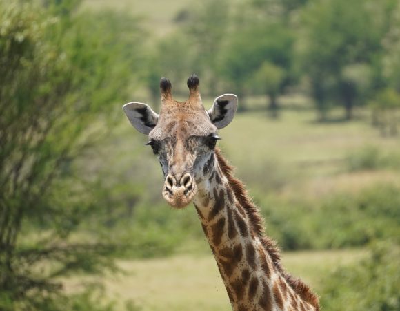 5 Days Tanzania Big 5 Safari