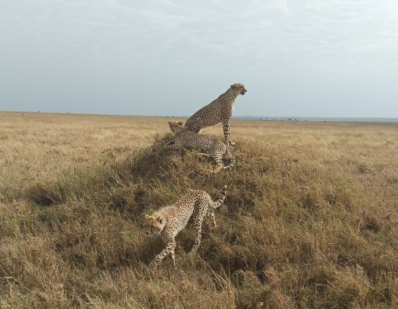 3 Days Tanzania Unforgettable Safari