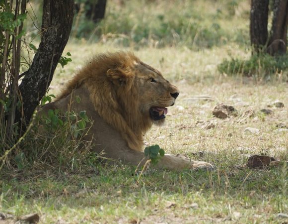 6 Days Standard Lodge Safari