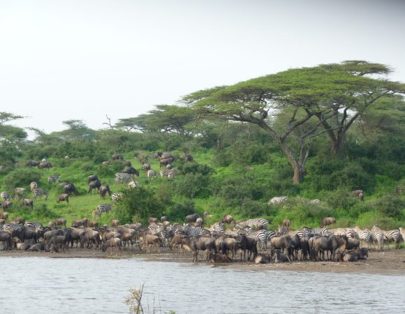 6 Days Serengeti Migration Camping Safari