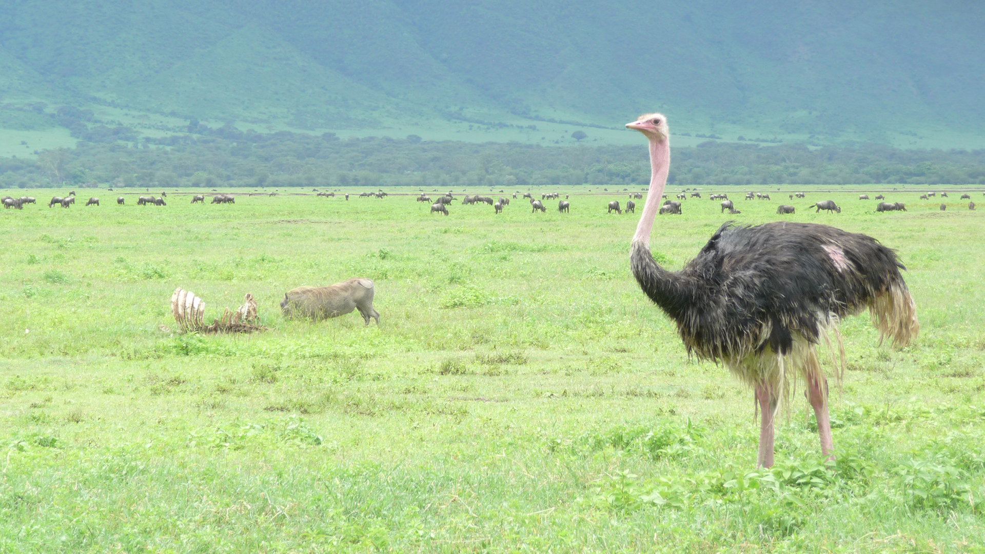 Ngorongoro Crater