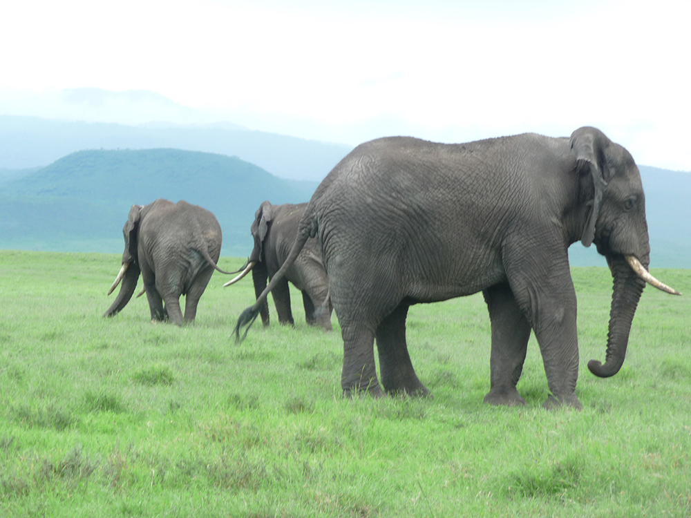 Tarangire National Park