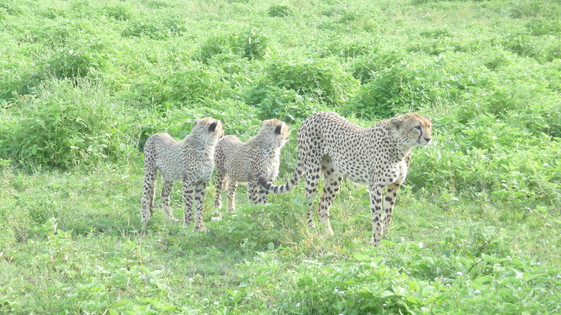 Serengeti National Park